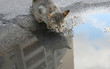 Homeless cat