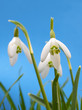 Snowdrops