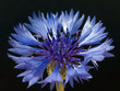 Kornblumenbluete