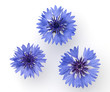 Kornblumen