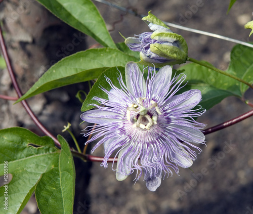 Photo: Passiflora incarnata Passiflora incarnata