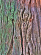 Old tree bark