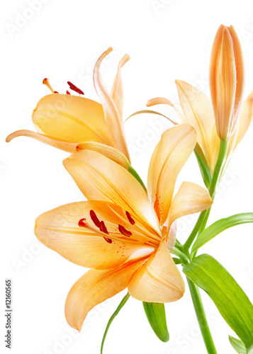 Photo: Lilies Lilies