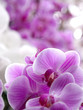 Phalaenopsis orchid