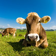Happy swiss cow on green grass