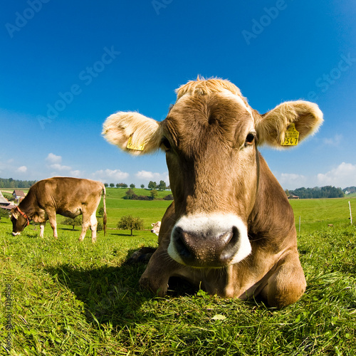 Foto: Happy swiss cow on green grass Happy swiss cow on green grass