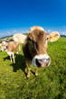 cow, funny fisheye nose close up