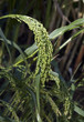 Rispenhirse, Panicum, Miliaceu
