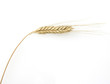Emmer, Triticum, Aestivum