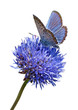 Blue butterfly on flower cutout Blue butterfly on flower cutout