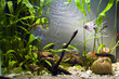 Freshwater Aquarium