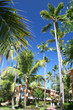 Coconut Palm Trees at a Beautiful Tropical Resort