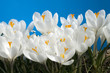 Krokus, weiss