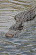 krokodil