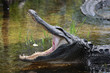 krokodil