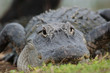krokodil