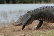 krokodil