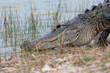 krokodil
