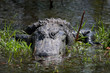 krokodil