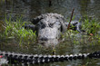 krokodil