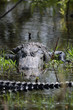 krokodil