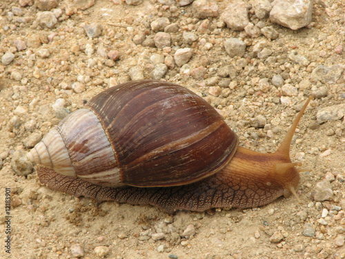 Snail Snail