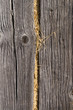 Wood and Hay