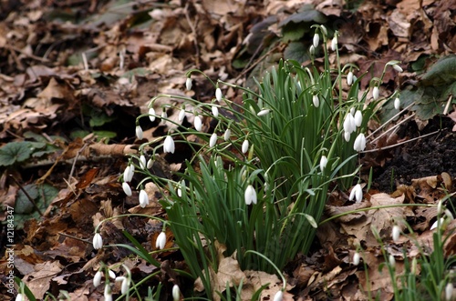 Photo: Schneeglöckchen Schneeglöckchen
