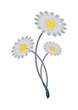 Three abstract white flowers isolated on a white background. Three abstract white flowers isolated on a white background.