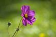 Cosmos