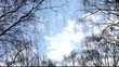 Birch 01