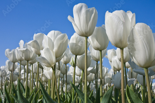 Photo: Blue and white Blue and white