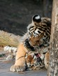 Tigerjunge