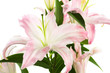 pink lily pink lily