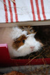 meerschweinchen, Guinea Pig, cavidae