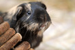 meerschweinchen, Guinea Pig, cavidae