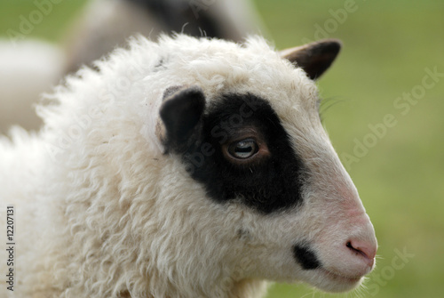 Foto: hausschaf, Domestic sheep, Ovis orientalis aries hausschaf, Domestic sheep, Ovis orientalis aries