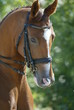 tete de cheval 3