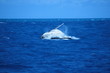 granville whale 3