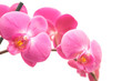 purple orchid isolated on white background