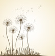 Dandelion. Floral design.