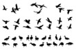 Vektor: collection of mallard duck silhouettes for designers collection of mallard duck silhouettes for designers