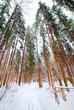 russian winter forest