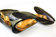 Muscheln