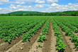 Potato Plants in Field Potato Plants in Field