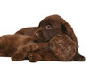 Kitten and a pup together. Kitten and a pup together.