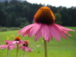 Echinacea II Echinacea II