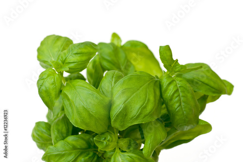 Photo: Fresh basil Fresh basil