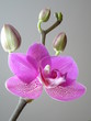 Orchideen Blüten Knospen