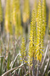 dubai, uae, colourful yellow flowers in gardens at creekside park in bur dubai